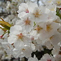 2008年の桜