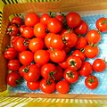 2008フルーツトマト栽培