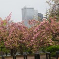 今年見た桜