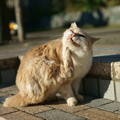 Local_Cats