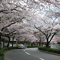 00_2011・3・11の桜