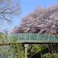 新方川の桜並木