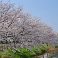 庄内領悪水路の桜並木