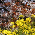 吉高の大桜（5分散り）