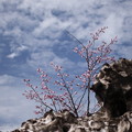 残雪に咲く桜　（羽黒山頂＆出羽三山神社大前）