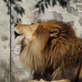 安佐動物公園 ライオン