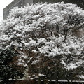 2013年2月　千葉の雪景色
