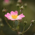 戸田市内花壇の薔薇