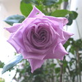 バラ　ローズガーデン　手作りの薔薇の庭