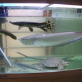 2005.08 熱帯魚