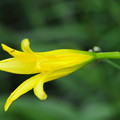 2013年タデ原湿原の花