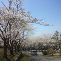 2014年4月12日　金沢市高尾のお山の桜