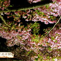 2015年「桜」