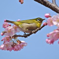 乙川畔の河津桜