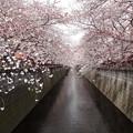 ２０１５年目黒川の桜