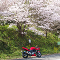 桜２０１５