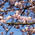 2015.04.24〜大通公園の桜