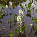 池に咲くミツガシワ