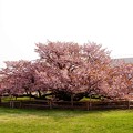 桜追人　2016