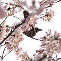 2016 桜 2016　桜