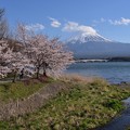 本栖湖芝桜