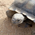 Desert Turtles