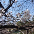 【桜】　2017年　春の陣　名古屋市内の桜