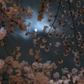 おっさんが夜桜見物に行って来たので写真うｐする！