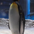 20180620 長崎ペンギン水族館 ジュンくん10歳(と1日)