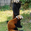 キラ&マル ＠安佐動物公園レッサーパンダ