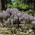 平成30年4月　春日大社萬葉植物園の藤&奈良公園の新緑風景、奈良観光風景etc