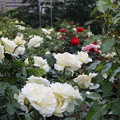 2019年05月19日-鶴舞公園薔薇まつり