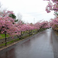 ２月２９日あらさわふる里公園と浜岡砂丘の桜