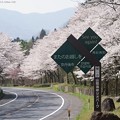 2020 桜　〜 Here, there and everywhere 〜