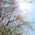 昭和記念公園（春）