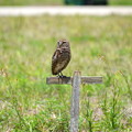 Burrowing Owls of Cape Coral 2022