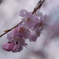 桜コレクション2023