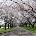 20230329　川越水上公園　桜