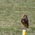 2023 Burrowing Owls of Cape Coral