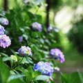 2023 種松山の紫陽花