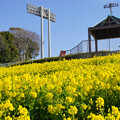 02_総合運動公園の菜の花（2024年3月9日）