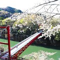 笠岩吊り橋と桜の名所・桜淵公園