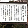 宝円寺の枝垂れ桜