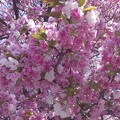 2024.04.10　1483　広島造幣局「花のまわりみち 八重桜イン 広島」