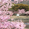2024 福田公園の河津桜