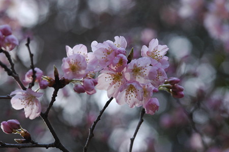 東海桜（トウカイザクラ）