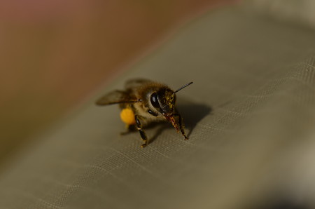 ミツバチ科　ニホンミツバチ♀