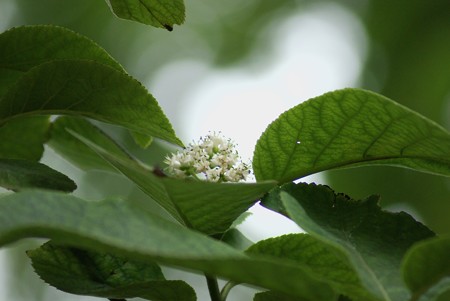 丸葉萵苣の木（マルバチシャノキ）