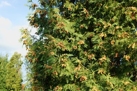 匂い檜葉（ニオイヒバ）