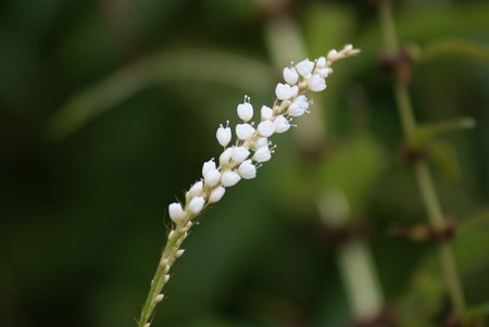 白花桜蓼（シロバナサクラタデ）